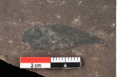 Foto (Detailansicht) von Plantae indet.  (NHMW-GEO-2024-0188-0481a)